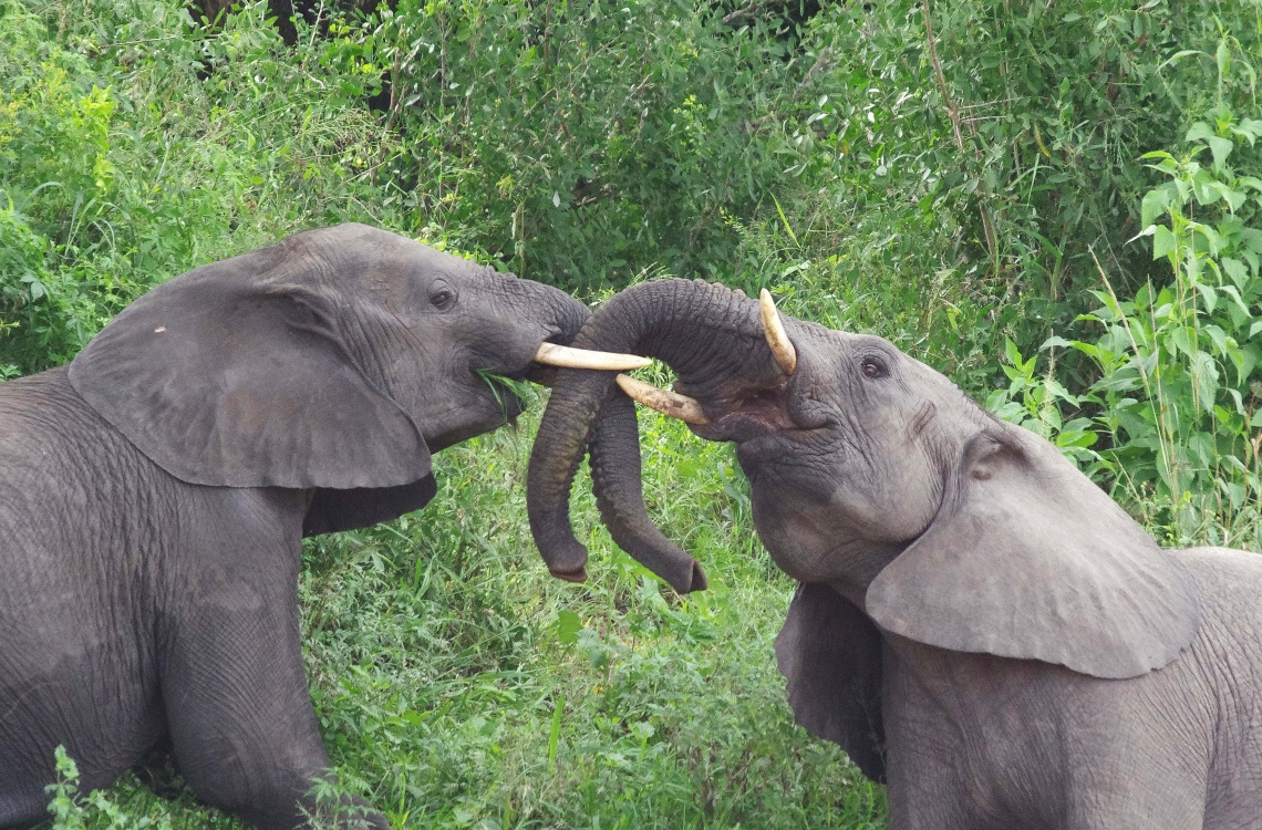 Hos Malpepo har du mulighed for at spotte og skyde en af de store og flotte elefanter 