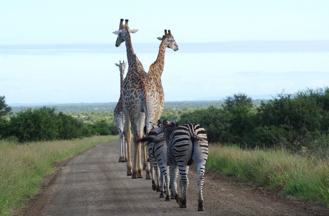 Giraffer på tur 