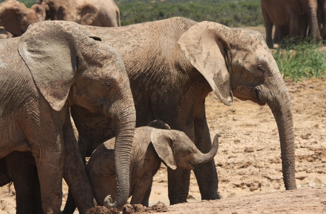 Elefant familie 