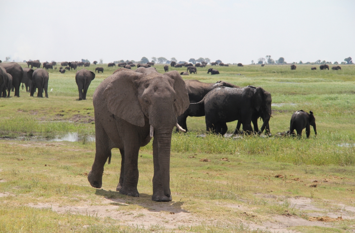 Elefanter på tur i savannen 
