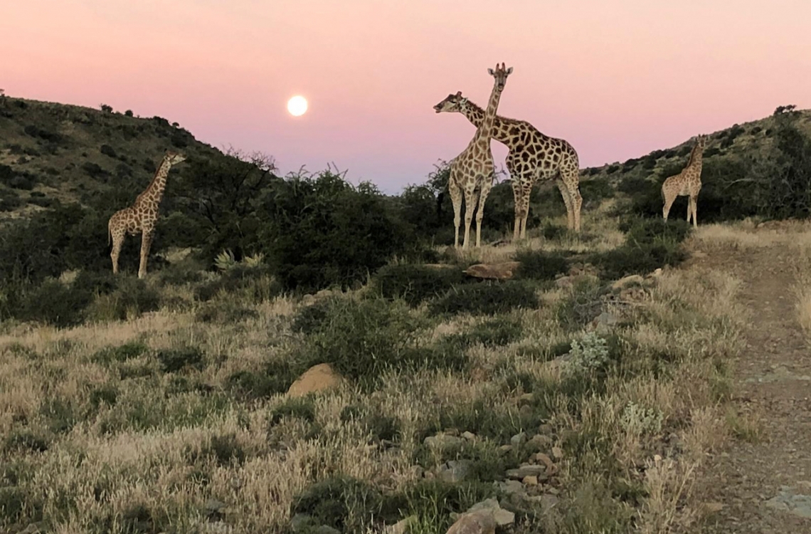 Giraffer i det kuperede Afrikanske terræn