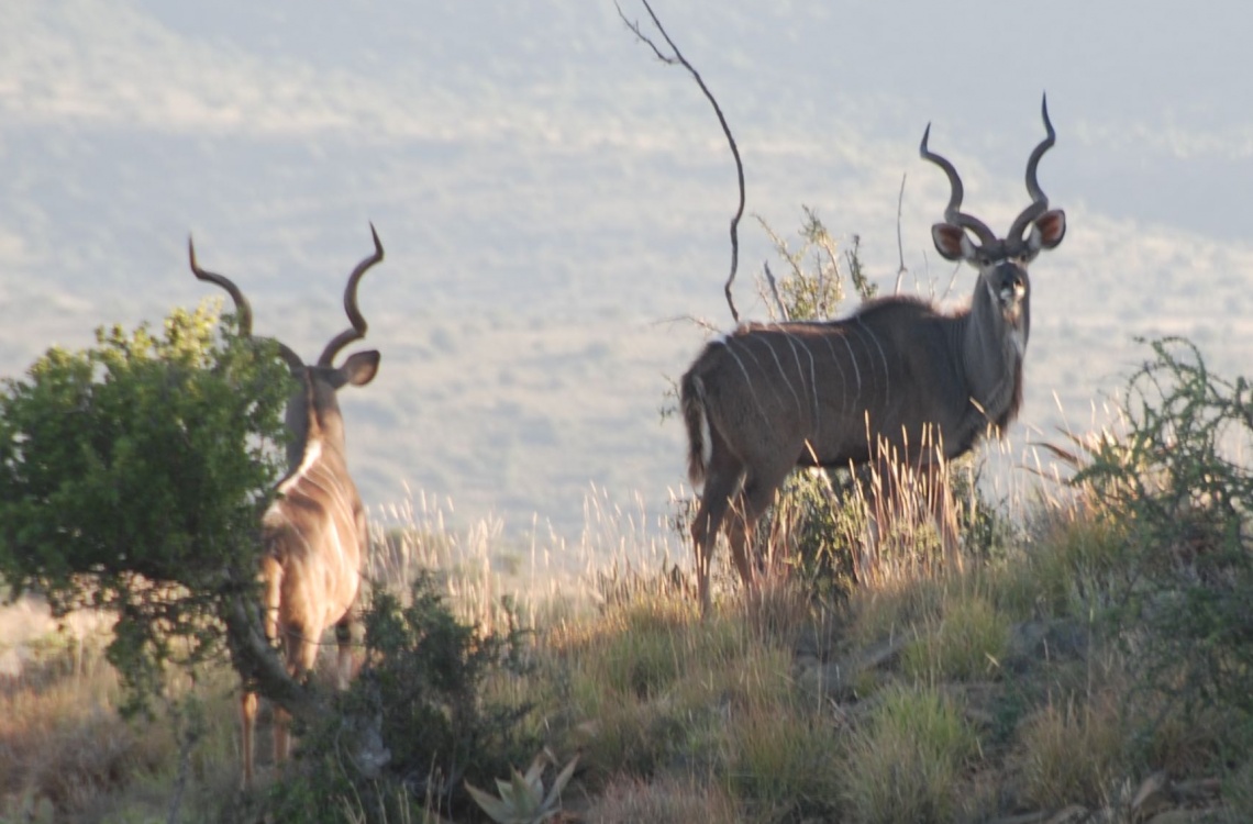 Kuduer spottet i det afrikanske terræn