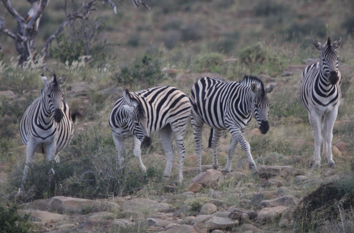 Fine zebraer i området omkring Malpepo